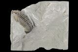 Bargain, Flexicalymene Trilobite - Ohio #95816-1